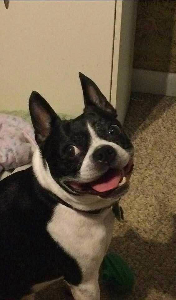 Buddy joined the competition — help win amazing prizes! boston_terrier, canidae, carnivore, collar, companion_dog, dog, dog_breed, ear, eye, fawn, fur, head, jaw, snout, sporting_group, square, tail, whiskers, window, working_animal