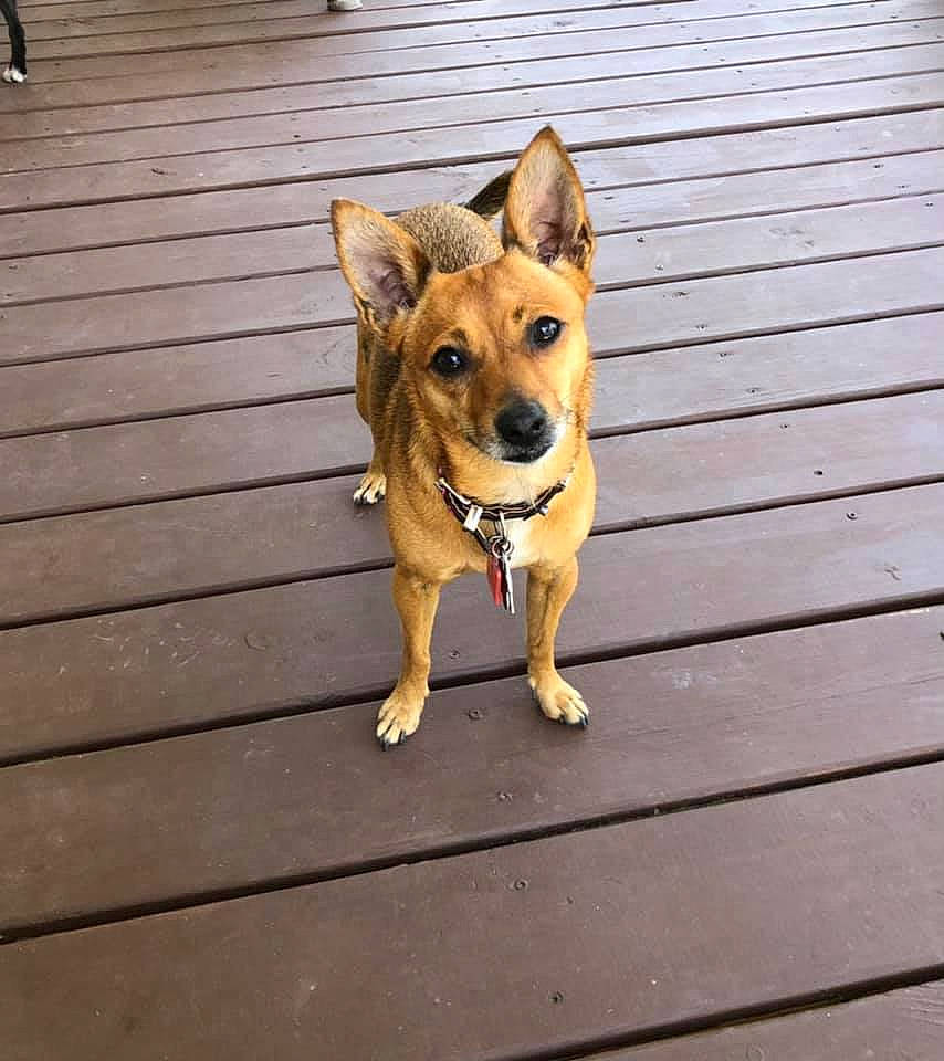Bailey joined the competition — help win amazing prizes! canidae, carnivore, collar, companion_dog, dog, dog_breed, dog_collar, fawn, flooring, hardwood, leash, paw, plank, snout, sporting_group, street_dog, tail, wood, wood_stain, working_animal