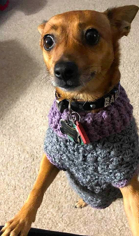 Bailey joined the competition — help win amazing prizes! canidae, carnivore, collar, companion_dog, dog, dog_breed, dog_clothes, dog_collar, dog_supply, fashion_accessory, fawn, fur, leash, pet_supply, selfie, snout, sporting_group, toy_dog, whiskers, working_animal