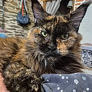 Edna participe au concours pour gagner de l'argent avec cette photo : animal, brick_wall, cat, closeup, cozy, domestic, ear, fabric, feline, fur, green_eyes, indoor, pattern, paw, pet, portrait, resting, stone_wall, tortoiseshell, whiskers