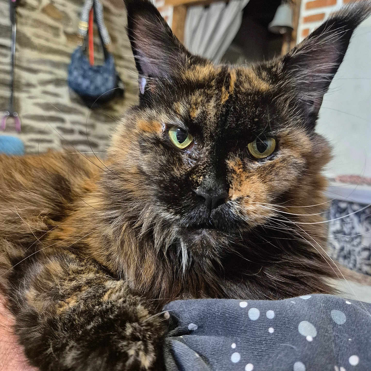Edna participe au concours pour gagner de l'argent avec cette photo : animal, brick_wall, cat, closeup, cozy, domestic, ear, fabric, feline, fur, green_eyes, indoor, pattern, paw, pet, portrait, resting, stone_wall, tortoiseshell, whiskers
