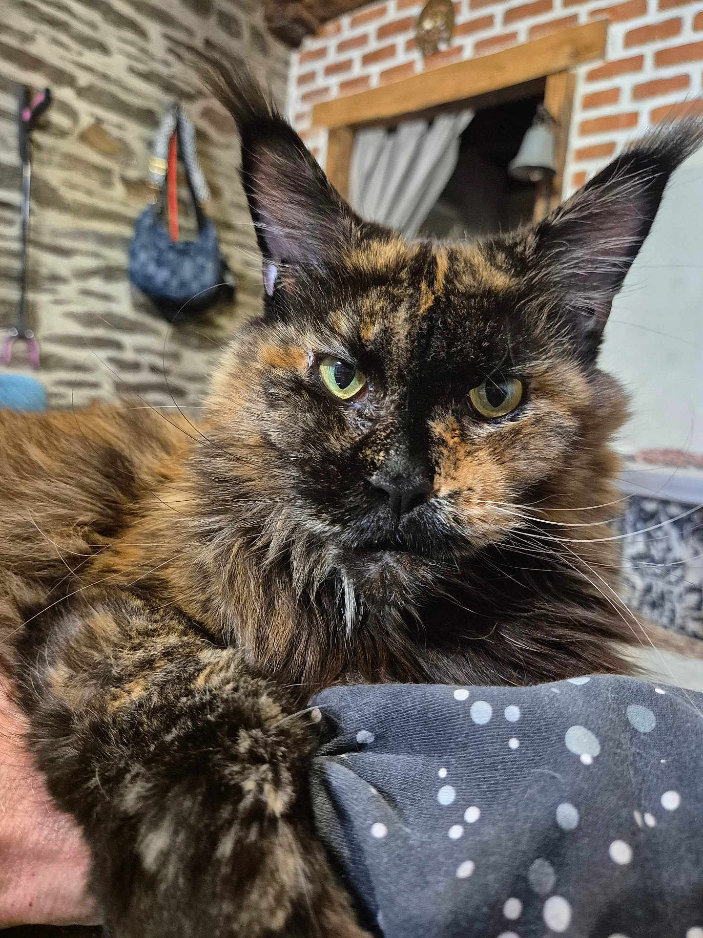 Edna participe au concours pour gagner de l'argent avec cette photo : animal, brick_wall, cat, closeup, cozy, domestic, ear, fabric, feline, fur, green_eyes, indoor, pattern, paw, pet, portrait, resting, stone_wall, tortoiseshell, whiskers