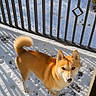 dog, shiba_inu, snow, balcony, outdoor, pet, animal, fur, canine, curious, sunlight, shadow, paw_prints, railing, winter, fluffy_tail, ears, nose, standing, looking_up
