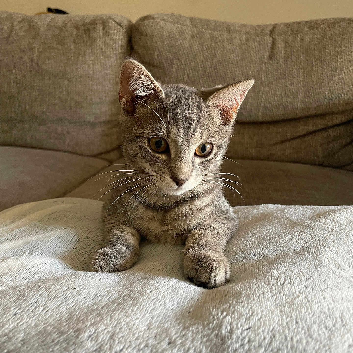 Tchiko a rejoint le concours — aidez-le/la à gagner de superbes lots ! animal, blanket, cat, couch, curious, cute, domestic, ears, feline, fur, gray_tabby, house, indoor, kitten, looking, paws, pet, resting, whiskers, young