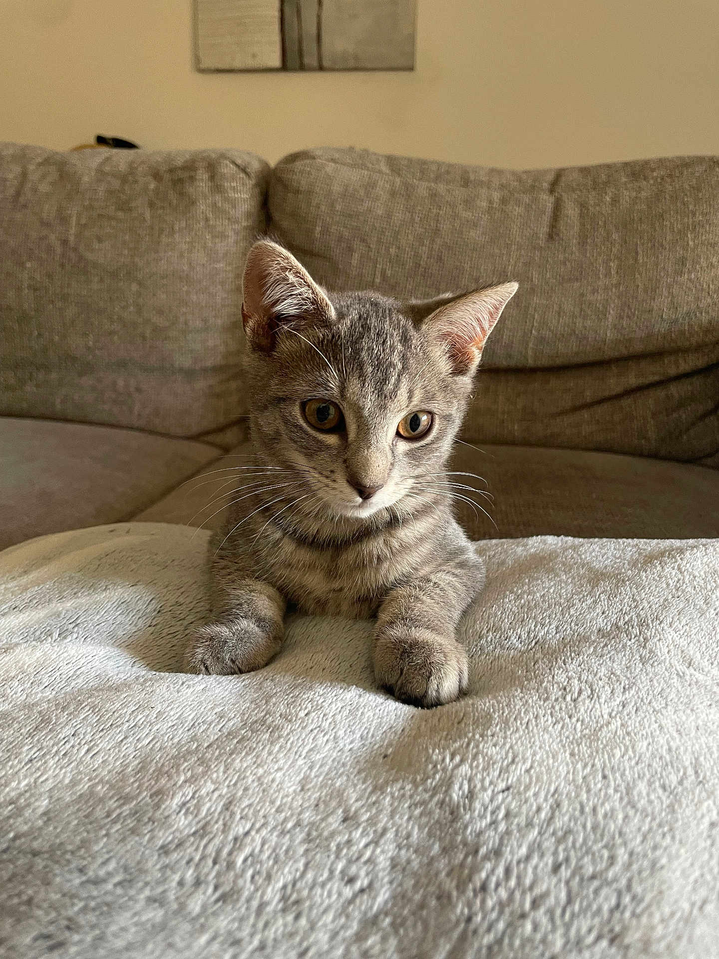 Tchiko a rejoint le concours — aidez-le/la à gagner de superbes lots ! kitten, cat, gray_tabby, pet, animal, feline, cute, curious, whiskers, ears, paws, blanket, couch, indoor, house, fur, young, looking, resting, domestic