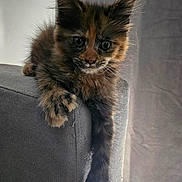 Aliyah a rejoint le concours — aidez-le/la à gagner de superbes lots ! cat, kitten, tortoiseshell, feline, pet, sofa, indoor, paw, whiskers, tail, ears, eyes, fur, portrait, closeup, curious, relaxed, home, couch_arm, long_tail