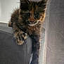 cat, kitten, tortoiseshell, feline, pet, sofa, indoor, paw, whiskers, tail, ears, eyes, fur, portrait, closeup, curious, relaxed, home, couch_arm, long_tail