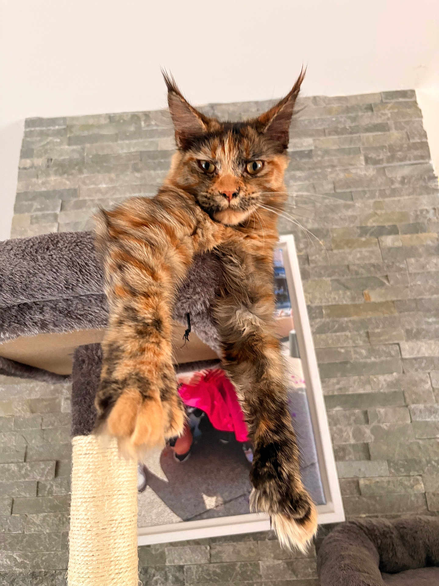 Aliyah participe au concours pour gagner de l'argent avec cette photo : cat, tortoiseshell_cat, long_fur, cat_tree, paws, whiskers, ear_tufts, close_up, looking_down, indoor, stone_wall, sisal_post, furniture, portrait, relaxed, hanging, eyes, pet, fur, cute