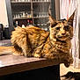 cat, tortoiseshell_cat, pet, indoor, wooden_table, fur, whiskers, ears, curious, eyes, portrait, sitting, close_up, cabinet, glassware, bottles, curtain, floof, domestic_cat, furniture