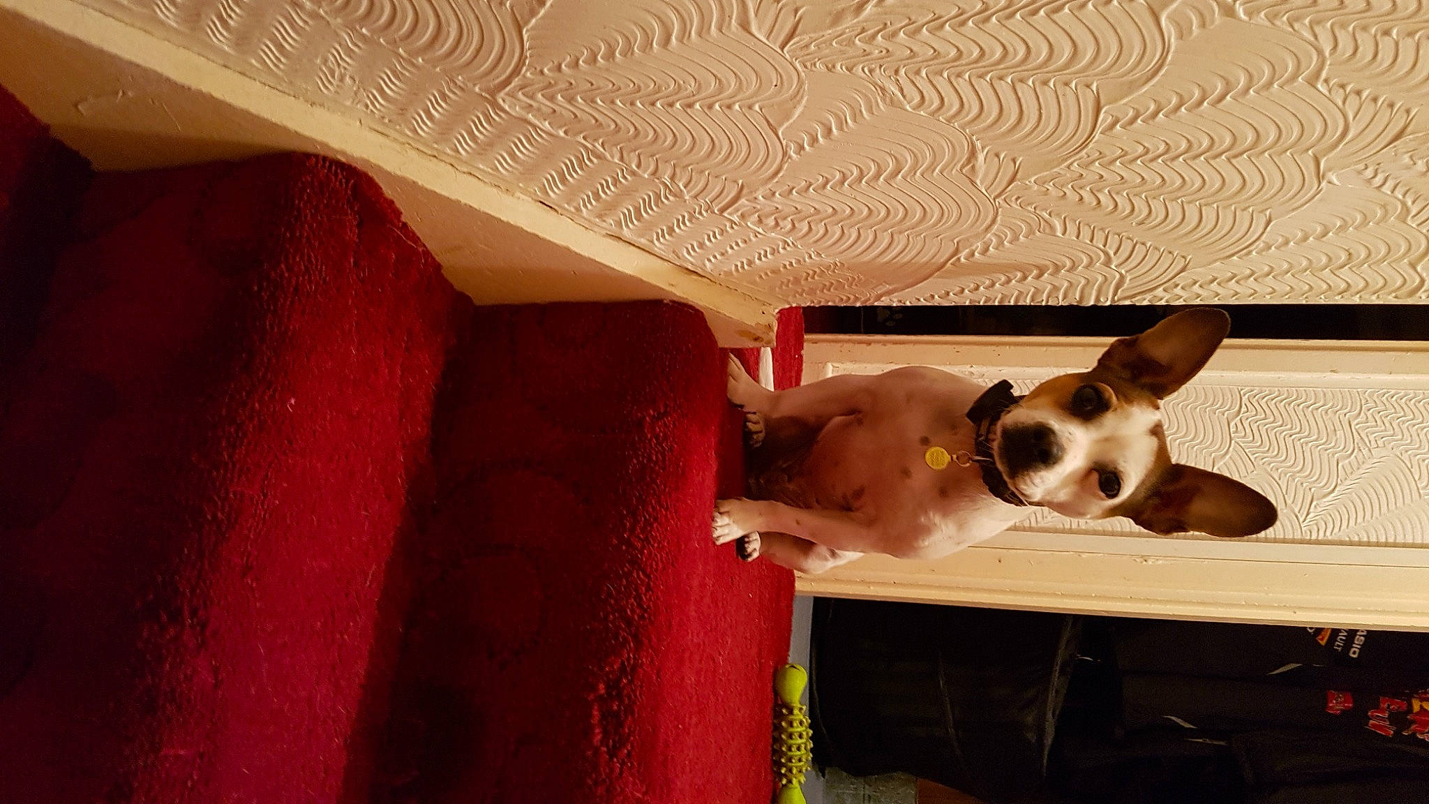 Riccy joined the competition — help win amazing prizes! canidae, carnivore, comfort, companion_dog, dog, dog_breed, dog_supply, eyewear, fawn, flooring, hardwood, pet_supply, room, snout, sporting_group, tints_and_shades, toy_dog, whiskers, wood, working_animal