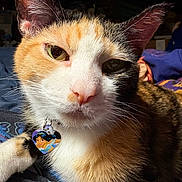 Sheeta joined the competition — help win amazing prizes! cat, calico_cat, close_up, pet, animal, feline, whiskers, ears, fur, collar, tag, heart_shaped_tag, indoor, resting, relaxed, green_eyes, portrait, cute, domestic_animal, closeup