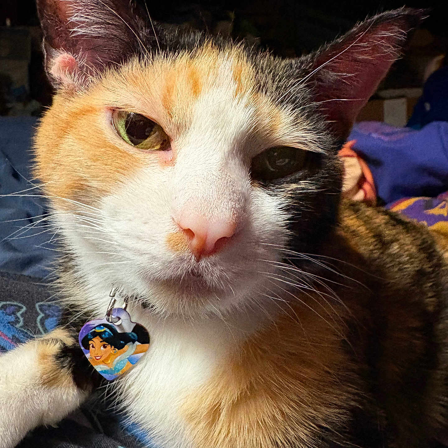 Sheeta joined the competition — help win amazing prizes! animal, calico_cat, cat, close_up, closeup, collar, cute, domestic_animal, ears, feline, fur, green_eyes, heart_shaped_tag, indoor, pet, portrait, relaxed, resting, tag, whiskers