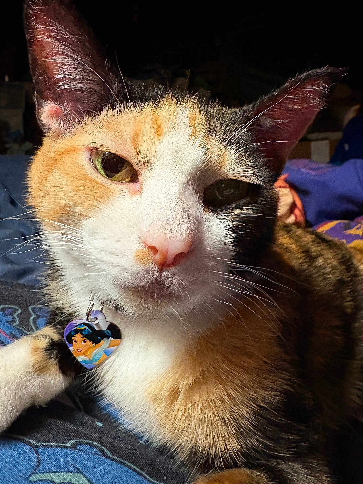 Sheeta joined the competition — help win amazing prizes! cat, calico_cat, close_up, pet, animal, feline, whiskers, ears, fur, collar, tag, heart_shaped_tag, indoor, resting, relaxed, green_eyes, portrait, cute, domestic_animal, closeup