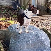 Uno joined the competition — help win amazing prizes! dog, canine, brown_and_white_dog, small_dog, chihuahua, standing, paws, collar, backyard, fence, wooden_fence, rock_cover, landscaping, garden_bed, gravel, sunlight, curious, alert, pet, outdoor