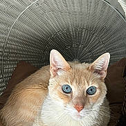 Napoleon joined the competition — help win amazing prizes! cat, blue_eyes, cream_colored, wicker_basket, cushion, pet, feline, indoor, close_up, relaxed, whiskers, fur, animal, cute, domestic_cat, resting, portrait, looking_at_camera, cozy, soft_lighting