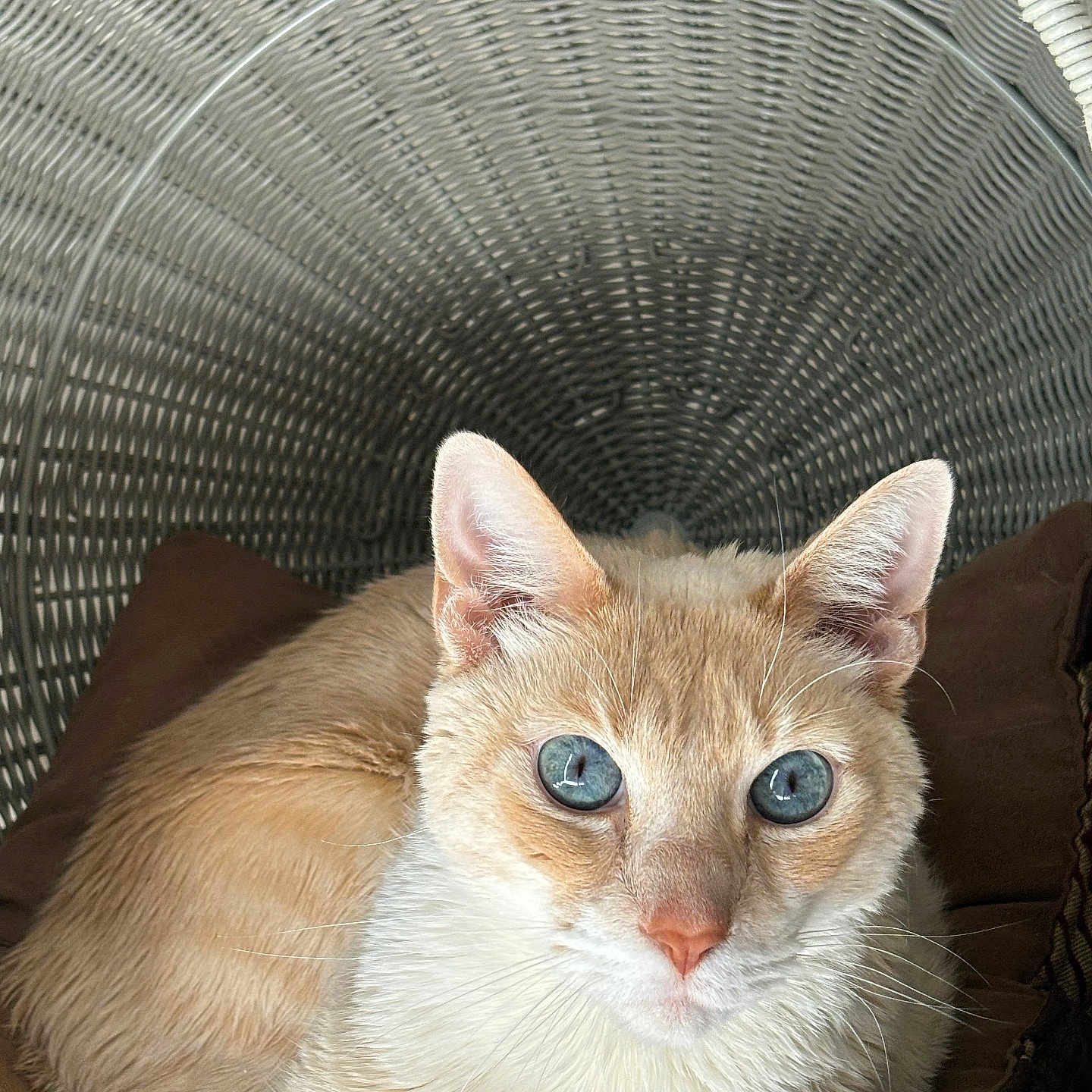 Napoleon joined the competition — help win amazing prizes! animal, blue_eyes, cat, close_up, cozy, cream_colored, cushion, cute, domestic_cat, feline, fur, indoor, looking_at_camera, pet, portrait, relaxed, resting, soft_lighting, whiskers, wicker_basket