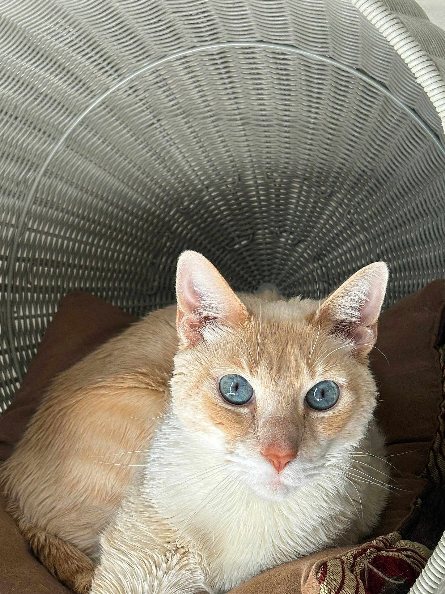 Napoleon joined the competition — help win amazing prizes! cat, blue_eyes, cream_colored, wicker_basket, cushion, pet, feline, indoor, close_up, relaxed, whiskers, fur, animal, cute, domestic_cat, resting, portrait, looking_at_camera, cozy, soft_lighting