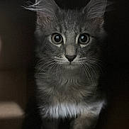 Toby is registered to the contest to win money with this photo: cat, kitten, fluffy, long_hair, gray_fur, portrait, close_up, adorable, curious, staring, eyes, whiskers, ears, feline, pet, indoor, low_light, black_and_white, laptop, keyboard
