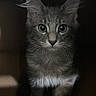 cat, kitten, fluffy, long_hair, gray_fur, portrait, close_up, adorable, curious, staring, eyes, whiskers, ears, feline, pet, indoor, low_light, black_and_white, laptop, keyboard