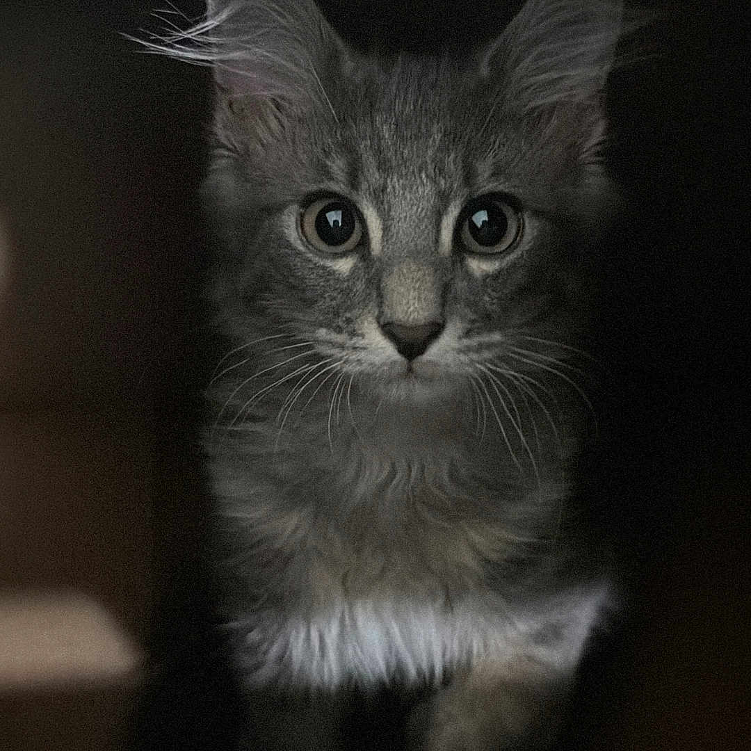 Toby is registered to the contest to win money with this photo: cat, kitten, fluffy, long_hair, gray_fur, portrait, close_up, adorable, curious, staring, eyes, whiskers, ears, feline, pet, indoor, low_light, black_and_white, laptop, keyboard