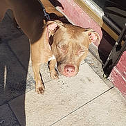 Sativa participe au concours pour gagner de l'argent avec cette photo : dog, brown_dog, leash, sidewalk, pavement, sunlight, shadow, window, glass, reflection, red_wall, outdoor, pet, animal, daylight, closeup, canine, ears, nose, collar