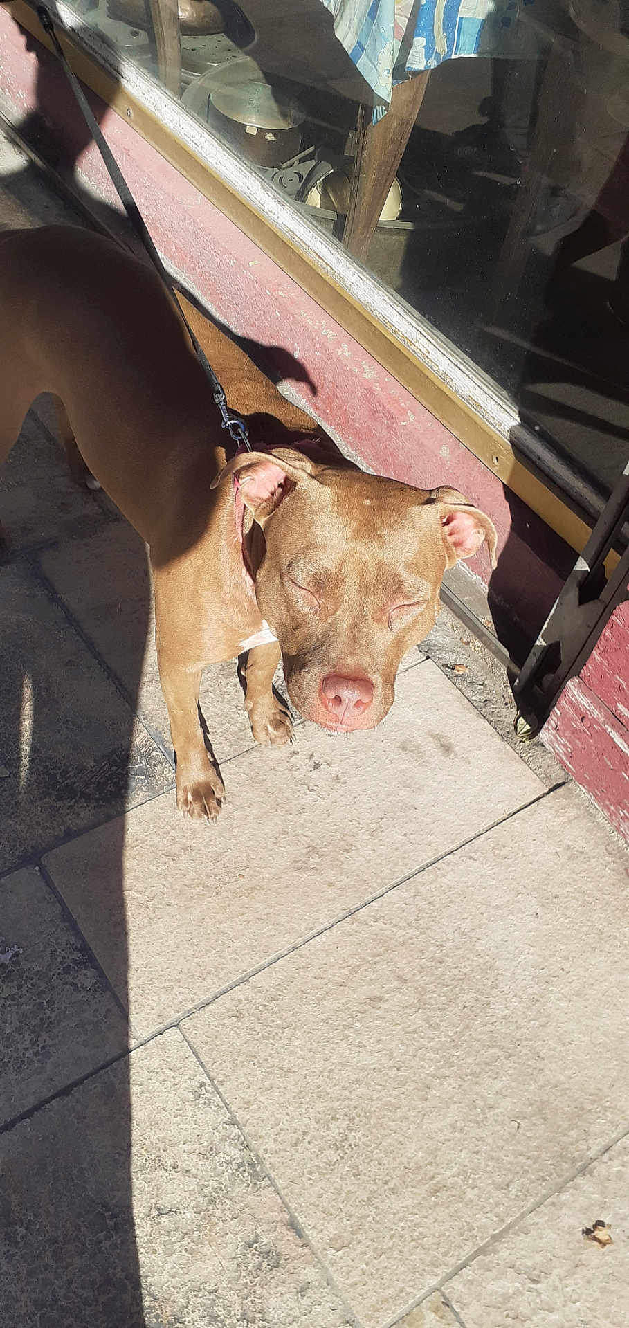 Sativa participe au concours pour gagner de l'argent avec cette photo : dog, brown_dog, leash, sidewalk, pavement, sunlight, shadow, window, glass, reflection, red_wall, outdoor, pet, animal, daylight, closeup, canine, ears, nose, collar