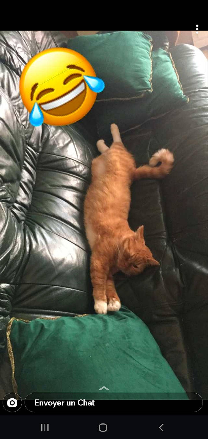 Nalia participe au concours pour gagner de l'argent avec cette photo : carnivore, cat, european_shorthair, felidae, games, kitten, leg, paw, play, small_to_medium_sized_cats, tail, whiskers, yellow