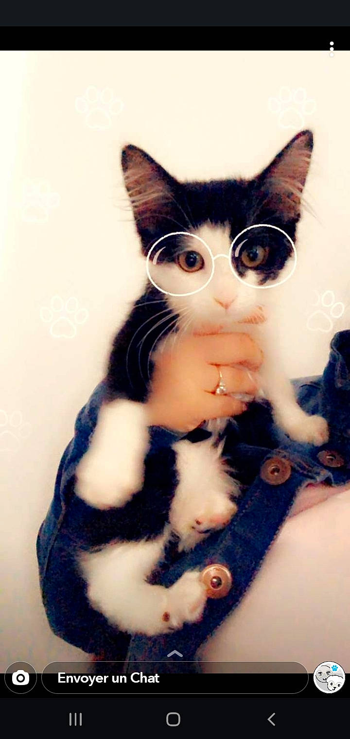 Iana participe au concours pour gagner de l'argent avec cette photo : aegean_cat, american_wirehair, asian, black_cat, carnivore, cat, domestic_short_haired_cat, ear, european_shorthair, eye, felidae, fur, japanese_bobtail, kitten, nose, paw, polydactyl_cat, small_to_medium_sized_cats, tail, whiskers