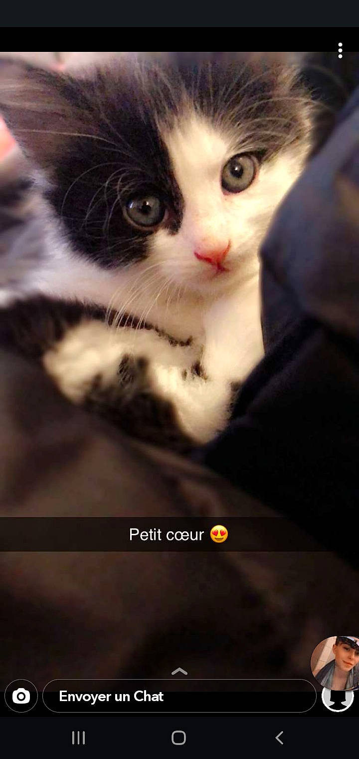 Iana participe au concours pour gagner de l'argent avec cette photo : aegean_cat, american_wirehair, black_and_white, carnivore, cat, domestic_short_haired_cat, european_shorthair, eye, felidae, fur, kitten, nose, photo_caption, photography, small_to_medium_sized_cats, snout, whiskers