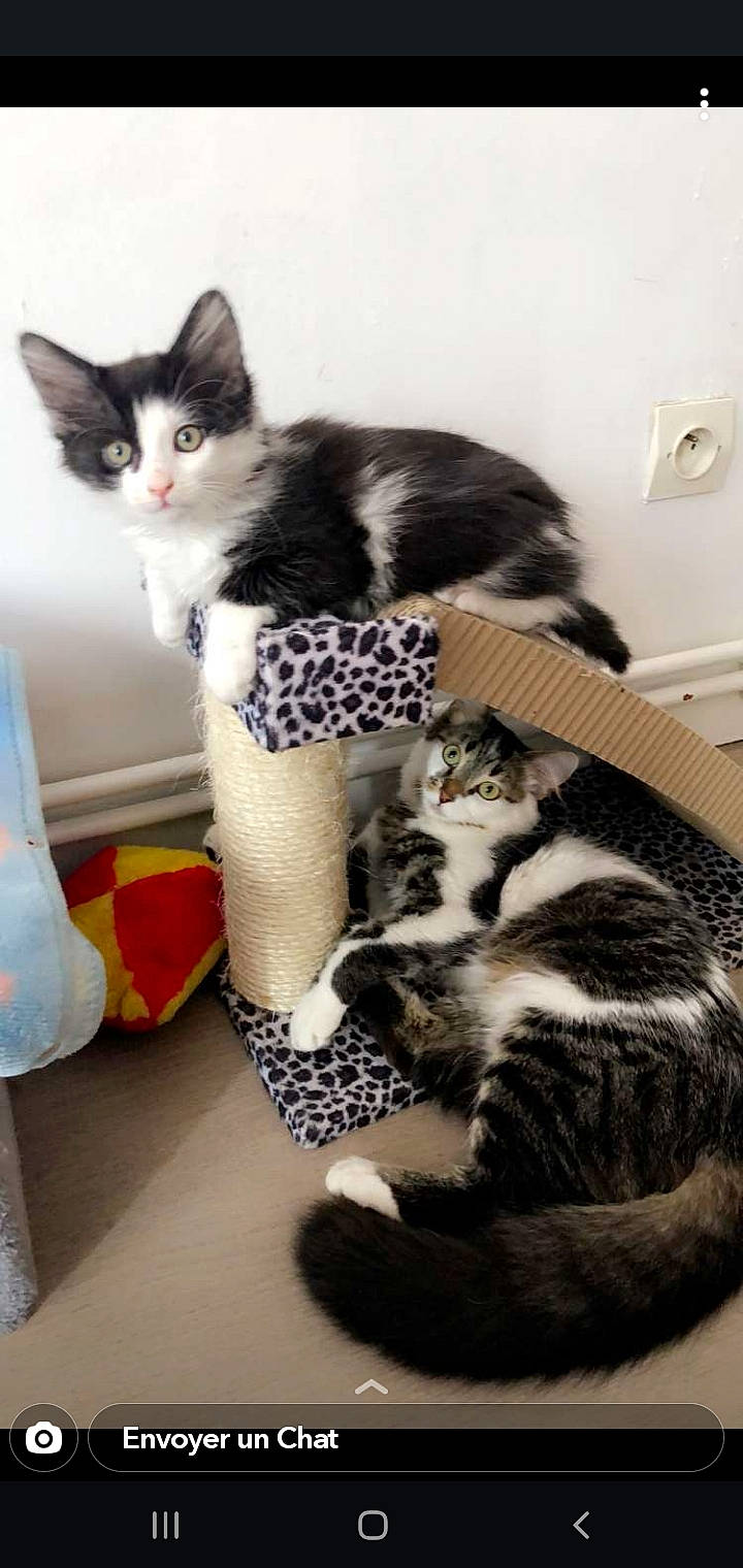 Iana a rejoint le concours — aidez-le/la à gagner de superbes lots ! american_shorthair, american_wirehair, asian, black_and_white, carnivore, cat, domestic_short_haired_cat, european_shorthair, felidae, fur, kitten, mammal, norwegian_forest_cat, polydactyl_cat, small_to_medium_sized_cats, tail, whiskers