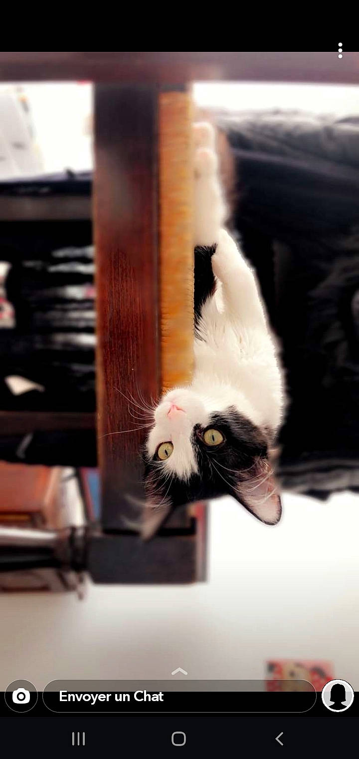 Iana a rejoint le concours — aidez-le/la à gagner de superbes lots ! carnivore, cat, felidae, fur, kitten, paw, polydactyl_cat, small_to_medium_sized_cats, tail, turkish_angora, turkish_van, whiskers