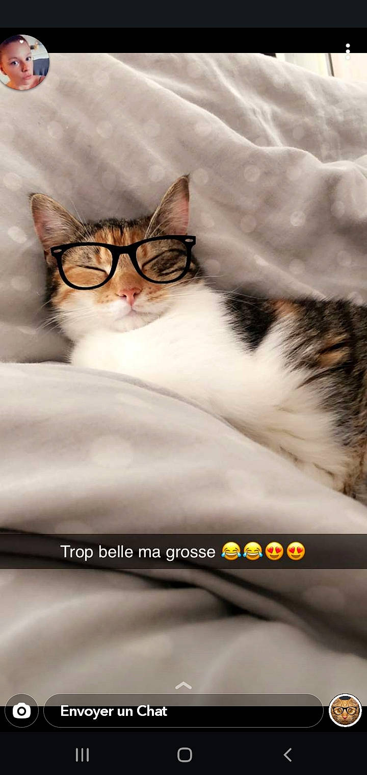 Syra a rejoint le concours — aidez-le/la à gagner de superbes lots ! aegean_cat, american_wirehair, asian, british_semi_longhair, carnivore, cat, domestic_short_haired_cat, european_shorthair, felidae, kitten, mammal, norwegian_forest_cat, small_to_medium_sized_cats, whiskers