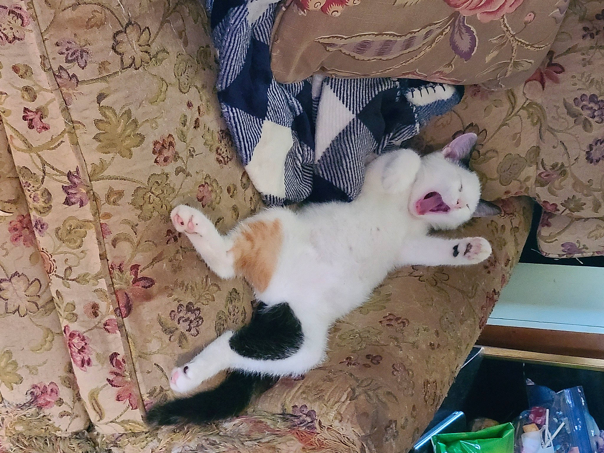 Patches is registered to the contest to win money with this photo: canidae, carnivore, cat, claw, comfort, companion_dog, dog_breed, domestic_short_haired_cat, fawn, felidae, foot, fur, lap, linens, pattern, paw, small_to_medium_sized_cats, sporting_group, tail, whiskers