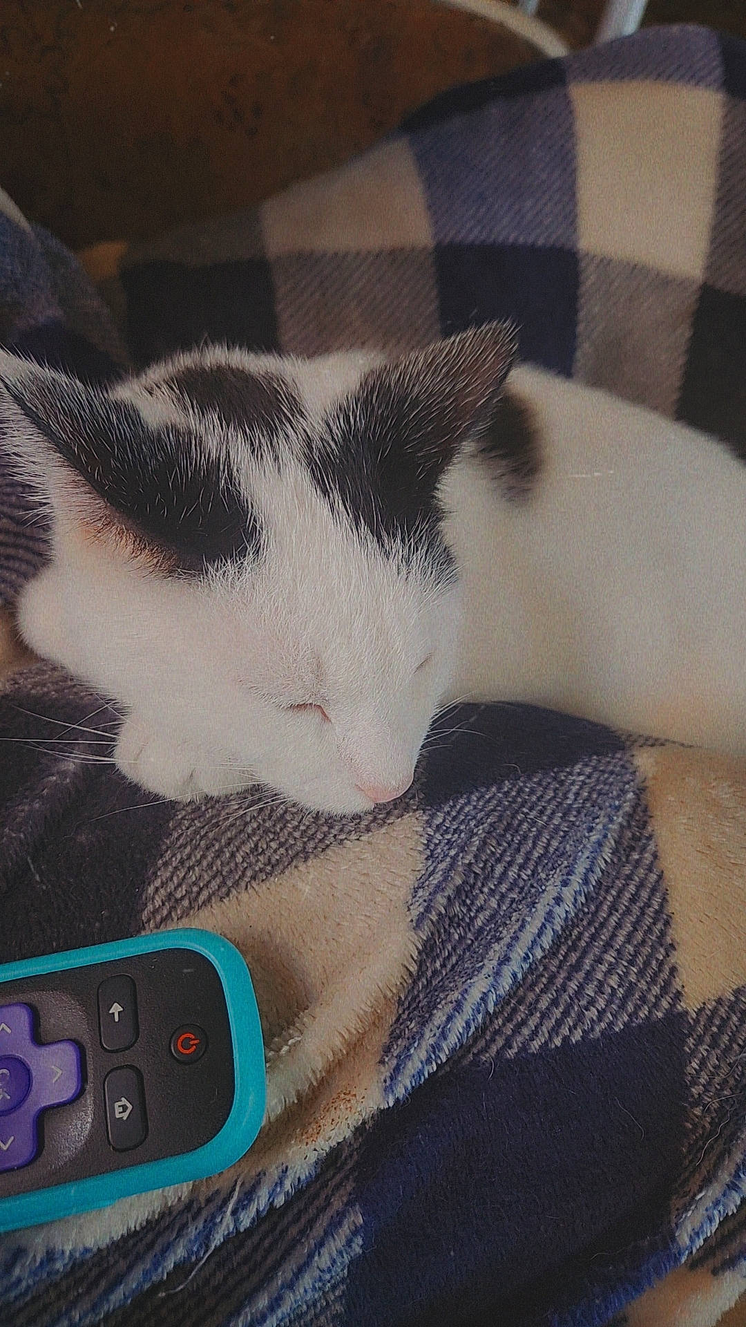 Patches is registered to the contest to win money with this photo: carnivore, cat, cloud, comfort, communication_device, domestic_short_haired_cat, electronic_device, felidae, fur, gadget, lap, mammal, meteorological_phenomenon, mobile_phone, paw, portable_communications_device, sky, small_to_medium_sized_cats, tail, whiskers