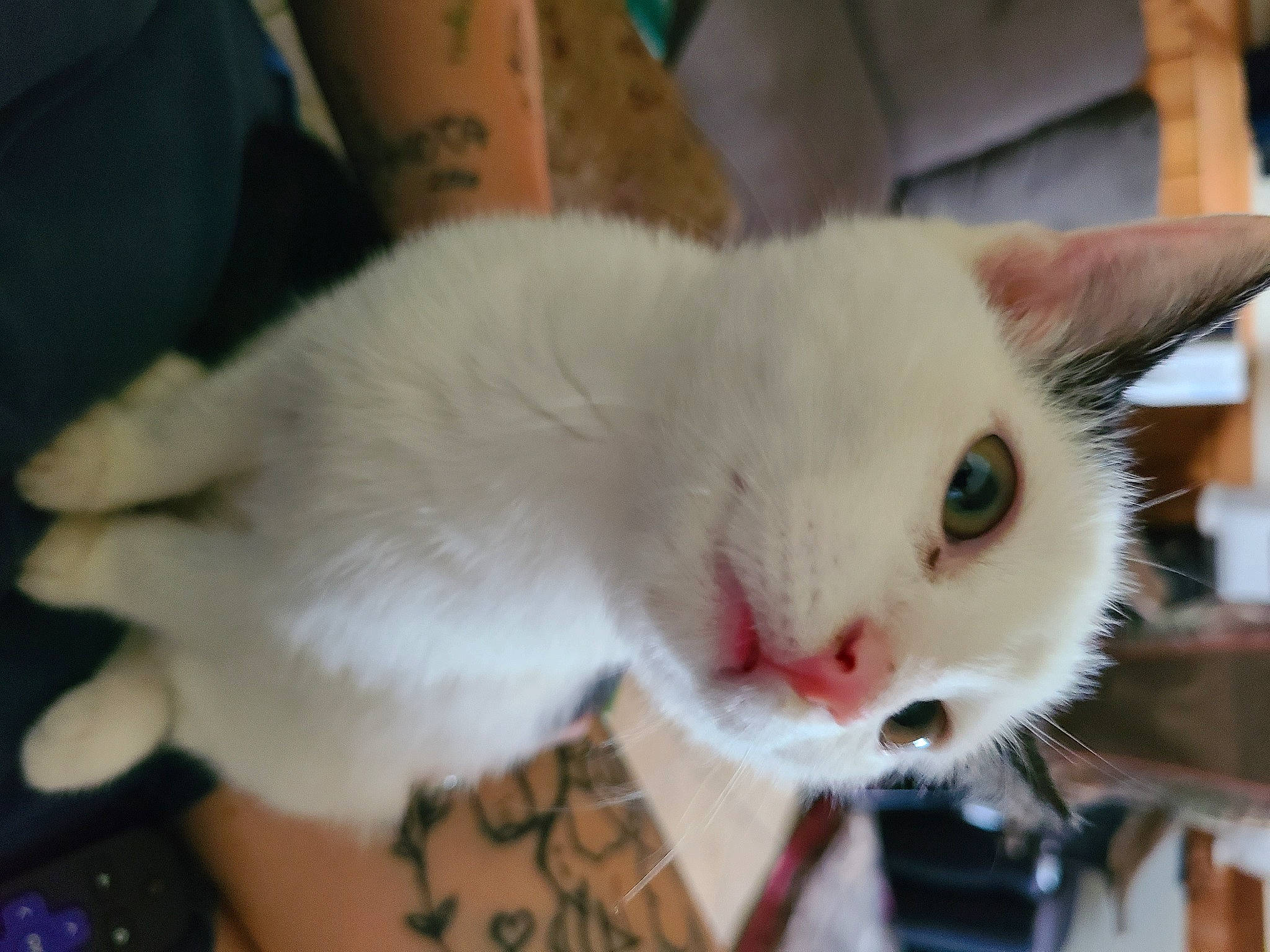 Patches joined the competition — help win amazing prizes! carnivore, cat, claw, collar, domestic_short_haired_cat, eyelash, fang, fawn, felidae, fur, iris, paw, small_to_medium_sized_cats, snout, tail, whiskers