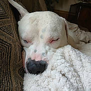 R.j is registered to the contest to win money with this photo: dog, white_dog, sleeping, closed_eyes, nose, muzzle, ear, blanket, couch, sofa, fur, pet, indoor, cozy, resting, closeup, domestic_animal, black_nose, textile, pillow