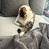 April a rejoint le concours — aidez-le/la à gagner de superbes lots ! cat, calico_cat, pet, feline, bed, blanket, pillow, gray, cozy, indoor, resting, fur, animal, cute, sleepy, relaxed, domestic, whiskers, tail, soft