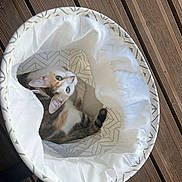April participe au concours pour gagner de l'argent avec cette photo : cat, calico_cat, blue_eyes, basket, fabric, geometric_pattern, wooden_deck, outdoor, pet, curious, cozy, feline, animal, cute, looking_up, whiskers, ears, tail, sunlight, relaxing