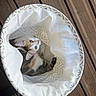 cat, calico_cat, blue_eyes, basket, fabric, geometric_pattern, wooden_deck, outdoor, pet, curious, cozy, feline, animal, cute, looking_up, whiskers, ears, tail, sunlight, relaxing