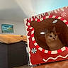 April a rejoint le concours — aidez-le/la à gagner de superbes lots ! cat, box, gingerbread, candy_cane, peppermint, indoor, furniture, blanket, couch, painting, wall, cozy, curious, pet, holiday, decor, window, light, animal, cute