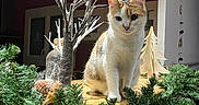 April participe au concours pour gagner de l'argent avec cette photo : cat, indoor, holiday_decor, pine_cone, ornamental_tree, greenery, ledges, decorations, festive, ginger_cat, white_cat, curious, feline, houseplant, warm_lighting, window, wooden_surface, christmas, pine_needle, cozy