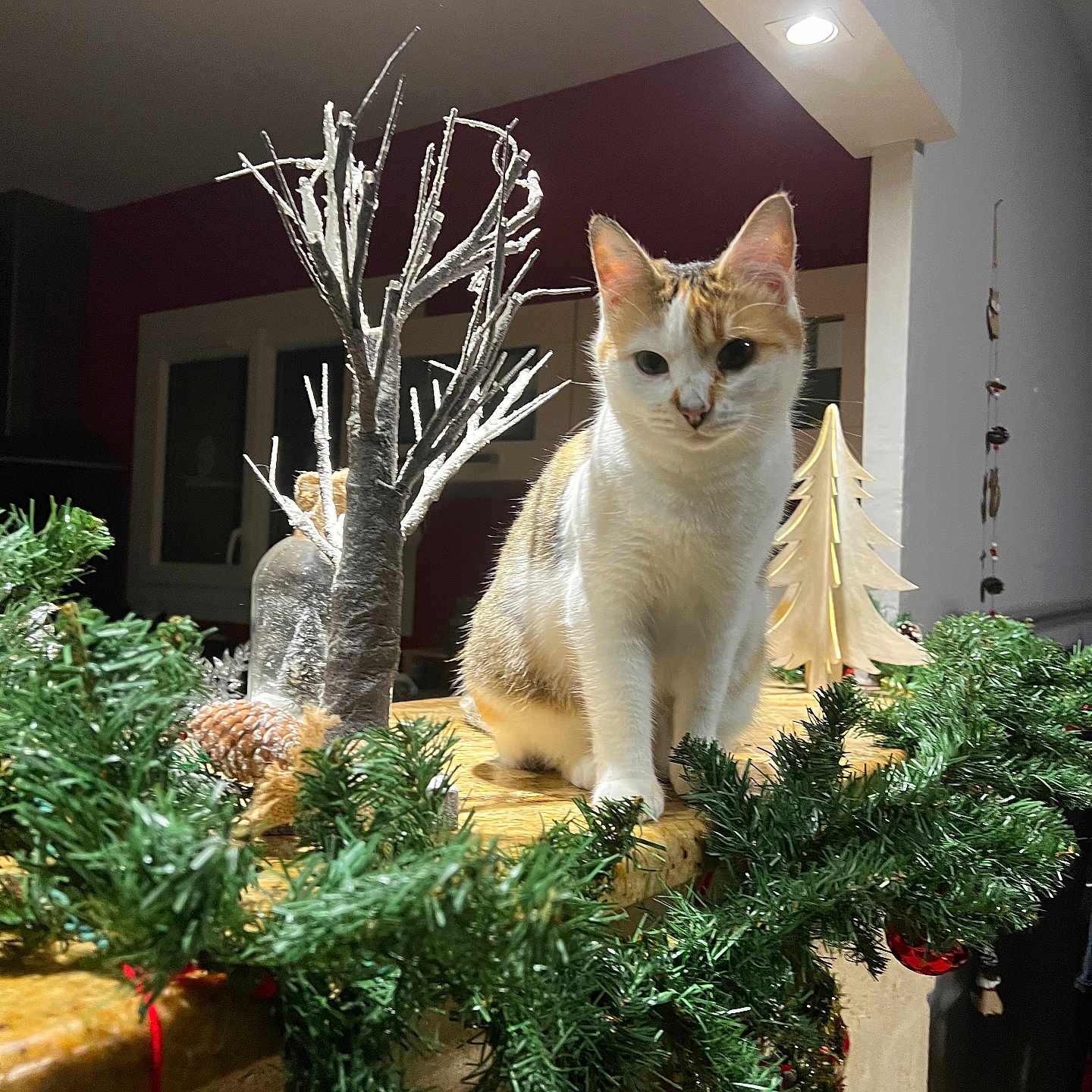 April participe au concours pour gagner de l'argent avec cette photo : cat, indoor, holiday_decor, pine_cone, ornamental_tree, greenery, ledges, decorations, festive, ginger_cat, white_cat, curious, feline, houseplant, warm_lighting, window, wooden_surface, christmas, pine_needle, cozy