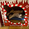 Asia a rejoint le concours — aidez-le/la à gagner de superbes lots ! cat, cardboard_box, candy_cane, peppermint, gingerbread, blue_cushion, floor_tile, pet, indoor, resting, feline, decorative, pattern, holiday_theme, cozy, animal, cute, relaxing, home, container
