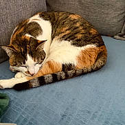 Asia participe au concours pour gagner de l'argent avec cette photo : cat, calico_cat, sleeping, curled_up, couch, indoor, pet, feline, fur, tail, paws, resting, cozy, home, domestic_animal, relaxation, soft_texture, blanket, furniture, nap
