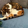 cat, calico_cat, sleeping, curled_up, couch, indoor, pet, feline, fur, tail, paws, resting, cozy, home, domestic_animal, relaxation, soft_texture, blanket, furniture, nap