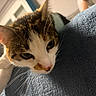 Asia participe au concours pour gagner de l'argent avec cette photo : cat, pet, animal, feline, whiskers, closeup, indoor, blanket, soft, curious, paw, white, brown, fur, sleepy, relaxed, cozy, home, cute, portrait