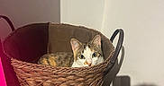 Asia participe au concours pour gagner de l'argent avec cette photo : cat, basket, wooden_table, indoor, shadow, curious_cat, woven_basket, pet, animal, cozy, feline, home, resting, looking, tabby_cat, brown, white, ears, face, quiet