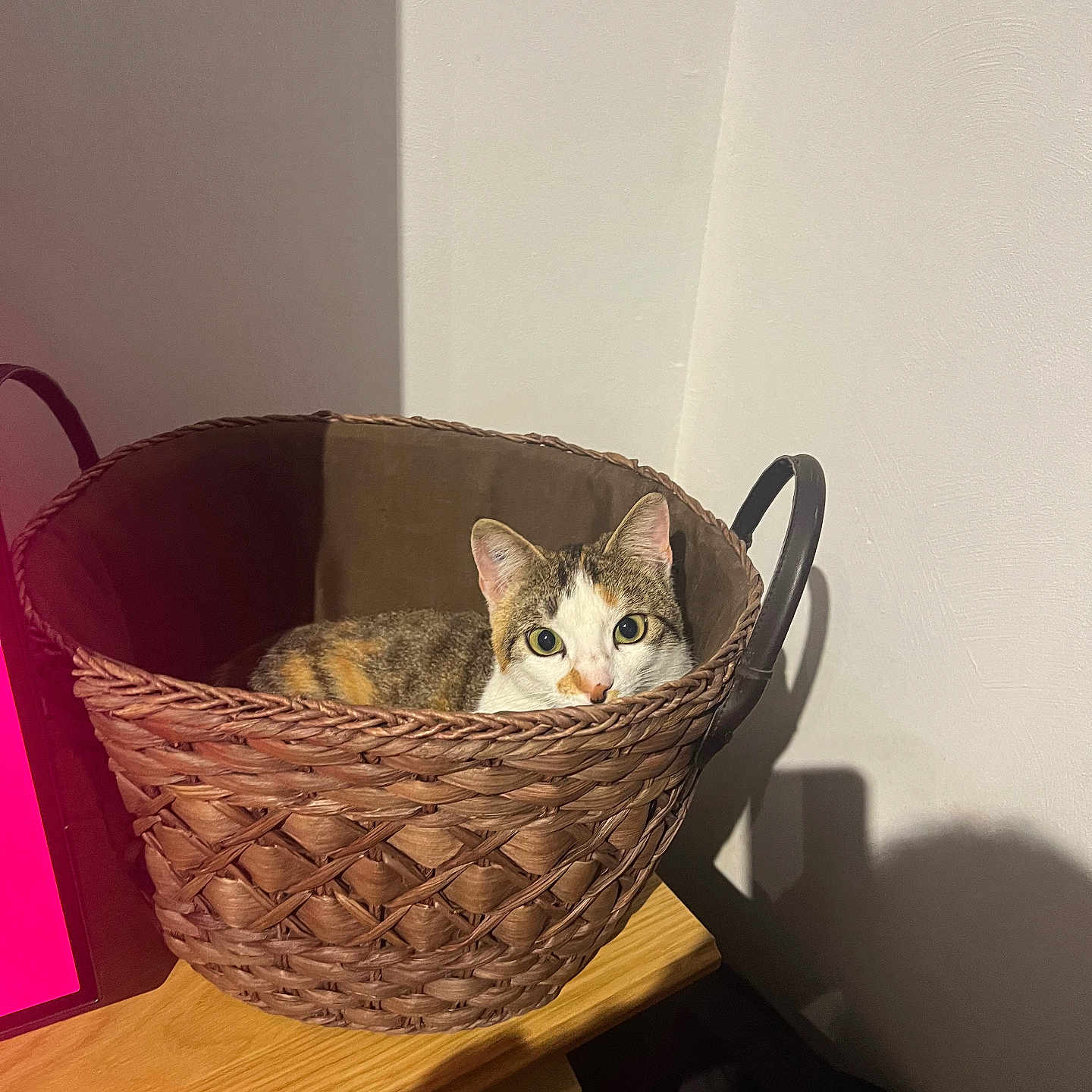 Asia participe au concours pour gagner de l'argent avec cette photo : cat, basket, wooden_table, indoor, shadow, curious_cat, woven_basket, pet, animal, cozy, feline, home, resting, looking, tabby_cat, brown, white, ears, face, quiet
