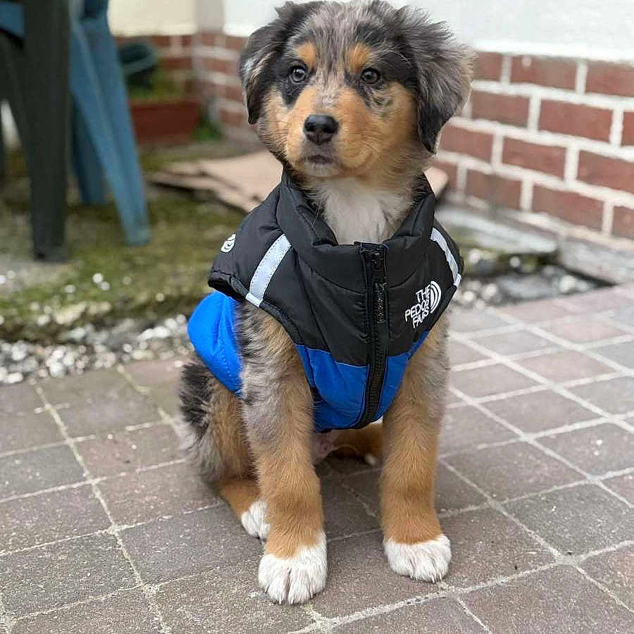 Tyson participe au concours pour gagner de l'argent avec cette photo : accessories, animal, backpack, bag, ball, canine, dog, flagstone, football, path, pet, puppy, racket, slate, soccer, soccerball, sport, tennis, tennisracket, walkway