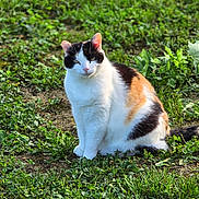 Chipie participe au concours pour gagner de l'argent avec cette photo : cat, calico_cat, animal, pet, sitting, grass, outdoor, greenery, fur, whiskers, ears, eyes, portrait, nature, meadow, ground, sunlight, cute, domestic_cat, field